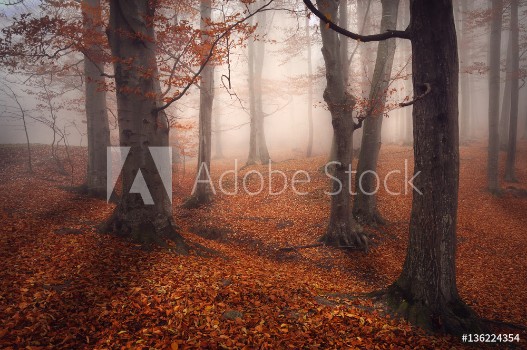 Picture of Foggy Forest